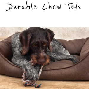 Toys for recovering dogs – The Rehab Vet