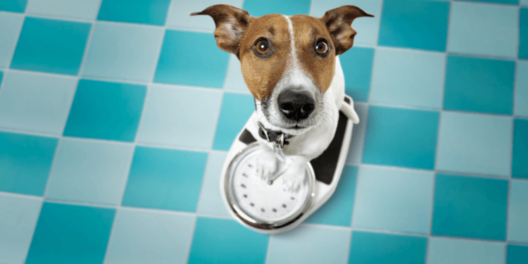 How Often Should I Feed My Dog to Help Them Lose Weight