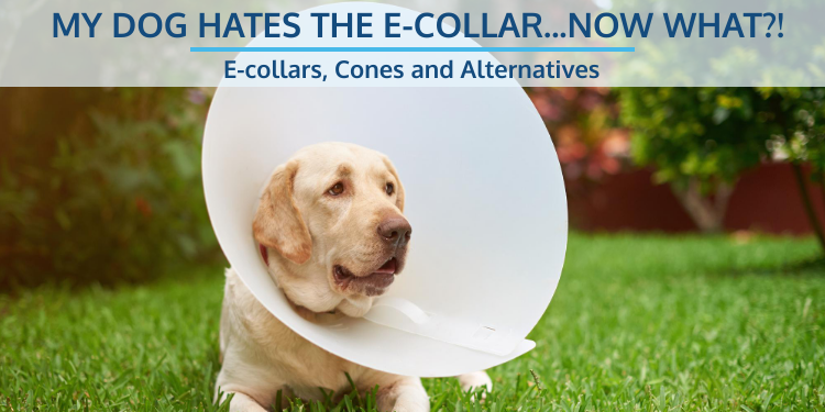 E-collars, Cones and Alternatives