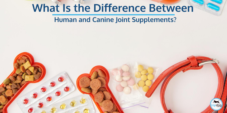 What Is the Difference Between Human and Canine Joint Supplements?