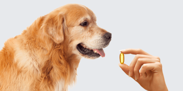Hemp Oil for your Pets - Life Line Pet Nutrition
