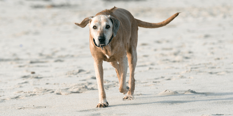 should a dog with arthritis be walked