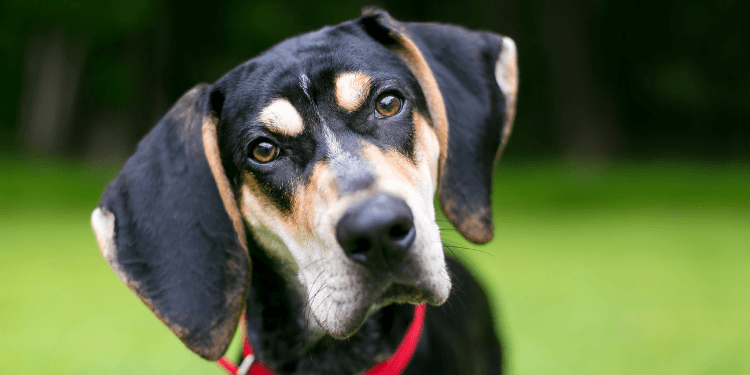 Salmon Oil For Dogs: 9 Best Products, Benefits, Risks, and More 