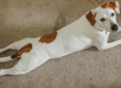 dog splooting feature image