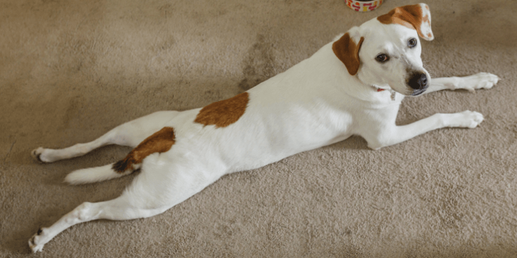 Dog Splooting: Cute Dog Stretching or Cause for Concern? | TopDog Health