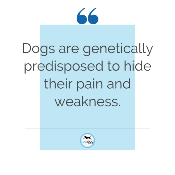 dogs hide pain naturally 