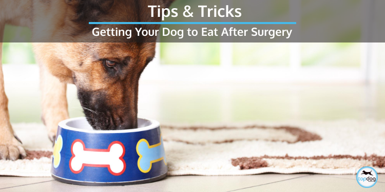 
		Getting Your Dog to Eat After Surgery | TopDog Health	