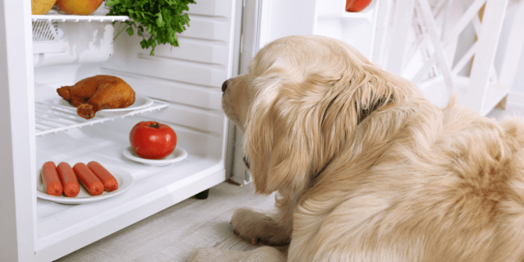 https://topdoghealth.com/wp-content/uploads/foods-to-avoid-for-arthritic-dogs.png