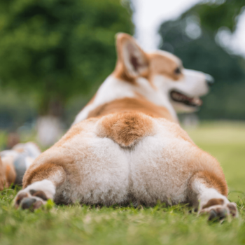 why do dogs crawl on their belly