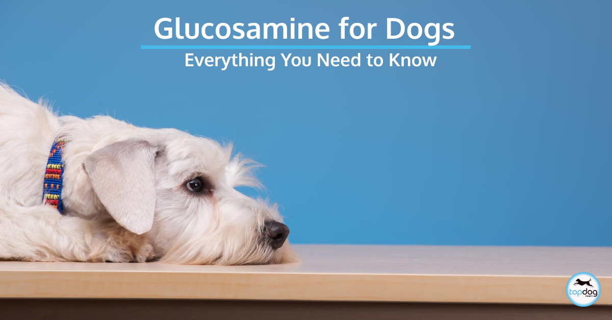 Glucosamine for Dogs: Learn About its Benefits