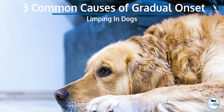 3 Common Causes of Gradual Onset Limping in Dogs