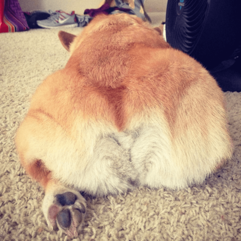 Dog Splooting: Cute Dog Stretching or Cause for Concern? | TopDog Health