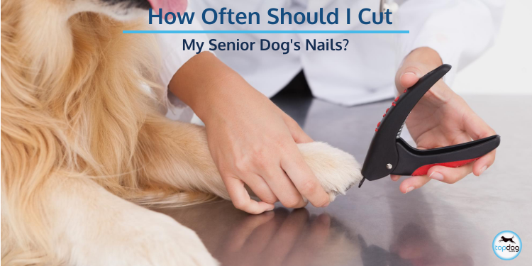 
		How Often Should I Cut My Senior Dog’s Nails? | TopDog Health	