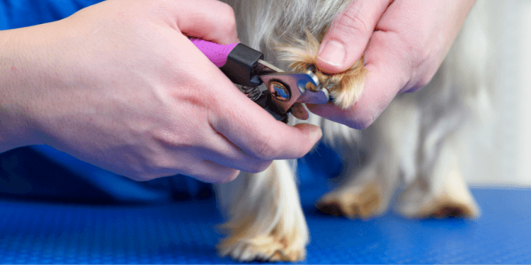 Why do some dogs have black nails? - Quora