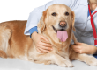 make your next vet visit less stressful feature image