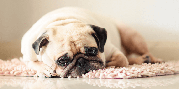 How to Recognize Canine Joint Pain | TopDog Health