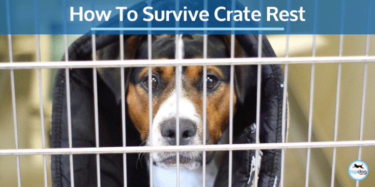 How To Survive Crate Rest