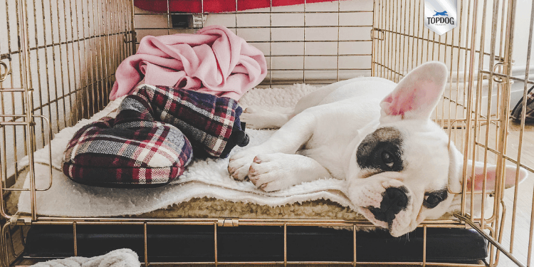 Crate rest: flooring for recovering dogs – The Rehab Vet