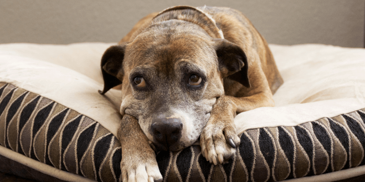 can an additional dog help with separation anxiety