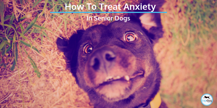 How to Treat Anxiety in Senior Dogs