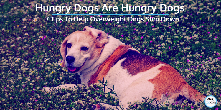 Hungry Dogs are Hungry Dogs