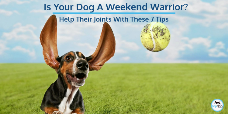 Is Your Dog a Weekend Warrior? Help Their Joints with These 7 Tips