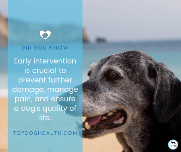 it is very important to manage dog pain