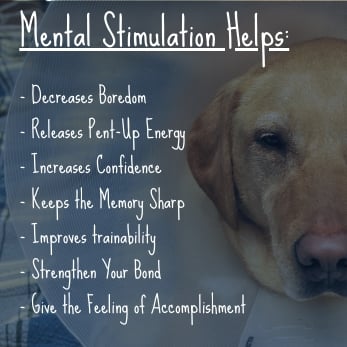 Brain Games For Dogs: How To Keep Your Pup Mentally Stimulated