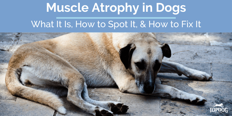 Muscle Atrophy in Dogs: What It Is, How to Spot It and Fix It