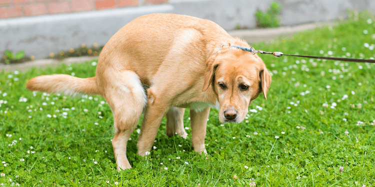 why does my dog have trouble pooping