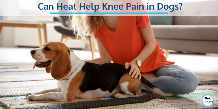 Can Heat Help Knee Pain in Dogs?