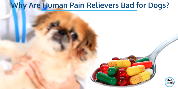 Can I Give My Dog Pain Medication? TopDog Health