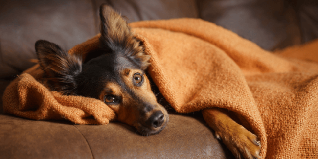 Cortisone s s for dogs arthritis cost deals