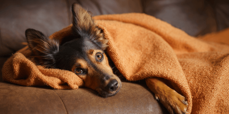 https://topdoghealth.com/wp-content/uploads/pain-meds-for-dogs-and-managing-your-dogs-comfort-for-a-lifetime.png