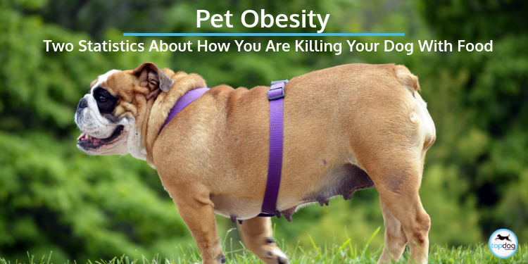 Pet Obesity: The Two Statistics About How You are Killing Your Dog With Food