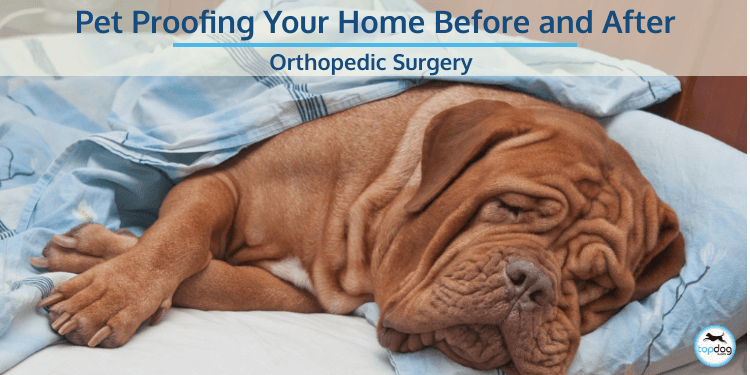 Pet Proofing Your Home Before and After Orthopedic Surgery
