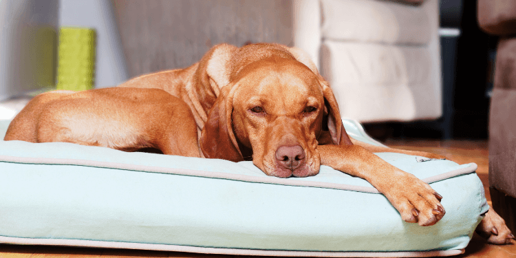 Pet Proofing Your Home Before and After Orthopedic Surgery | TopDog Health