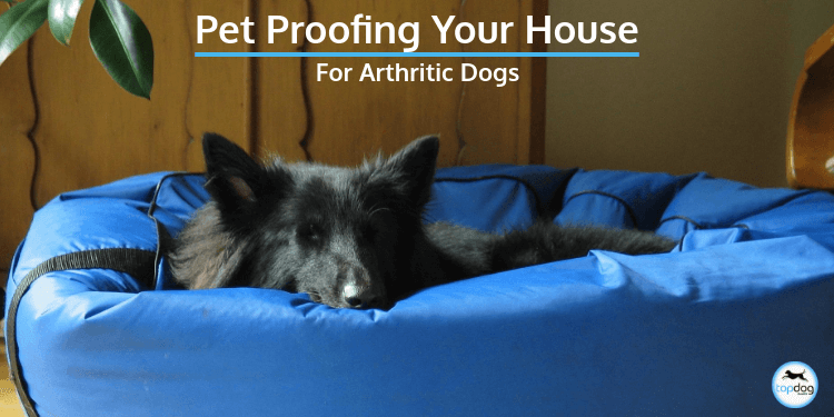Pet Proofing Your House For Arthritic Dogs
