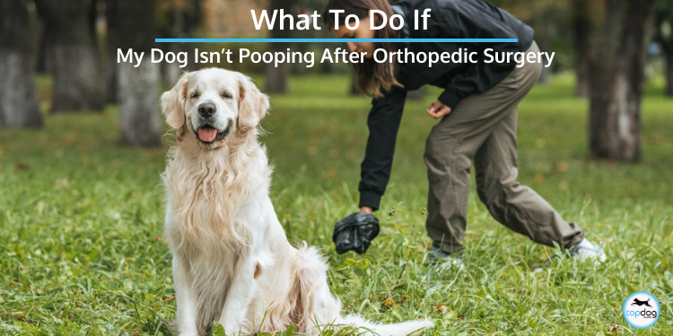 My Dog Isn’t Pooping After Orthopedic Surgery