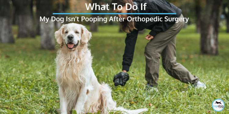 My Dog Isn t Pooping After Orthopedic Surgery TopDog Health