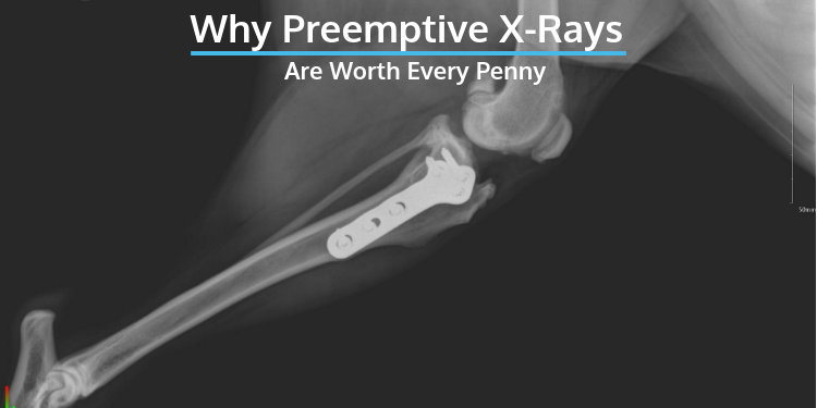Prophylactic X-rays are Worth Every Penny