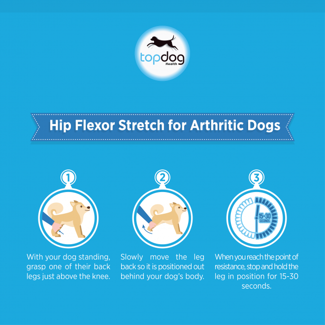 A Top Vet's Top 3 Stretches for Arthritic Dogs TopDog Health