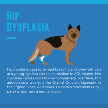 Why so many dog tear acl hip dysplasia 