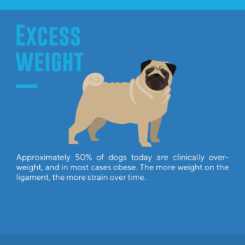Why so many dog tear acl excessive weight