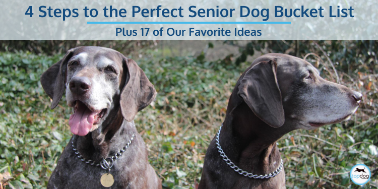 How to Entertain an Old Dog: 6 Ideas for Bored Senior Dogs · The Wildest