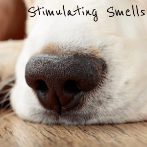 https://topdoghealth.com/wp-content/uploads/stimulating-smells.png