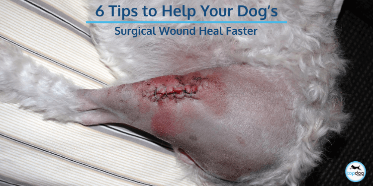 6 Tips to Help Your Dog’s Surgical Wound Heal Faster