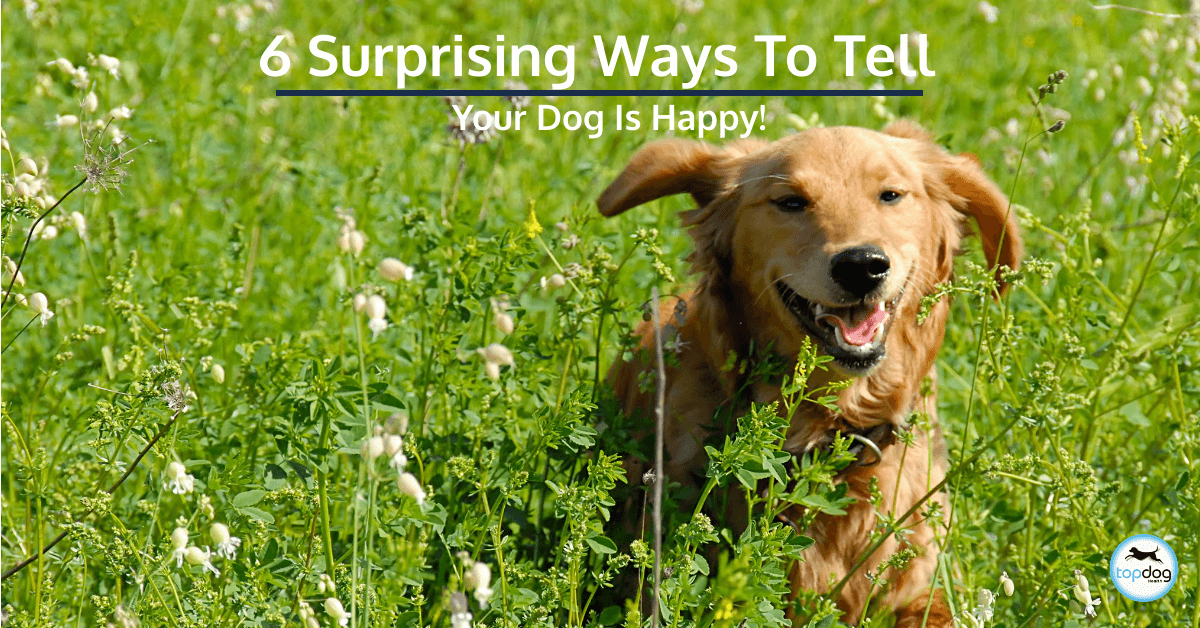 6 Surprising Ways to Tell Your Dog Is Happy