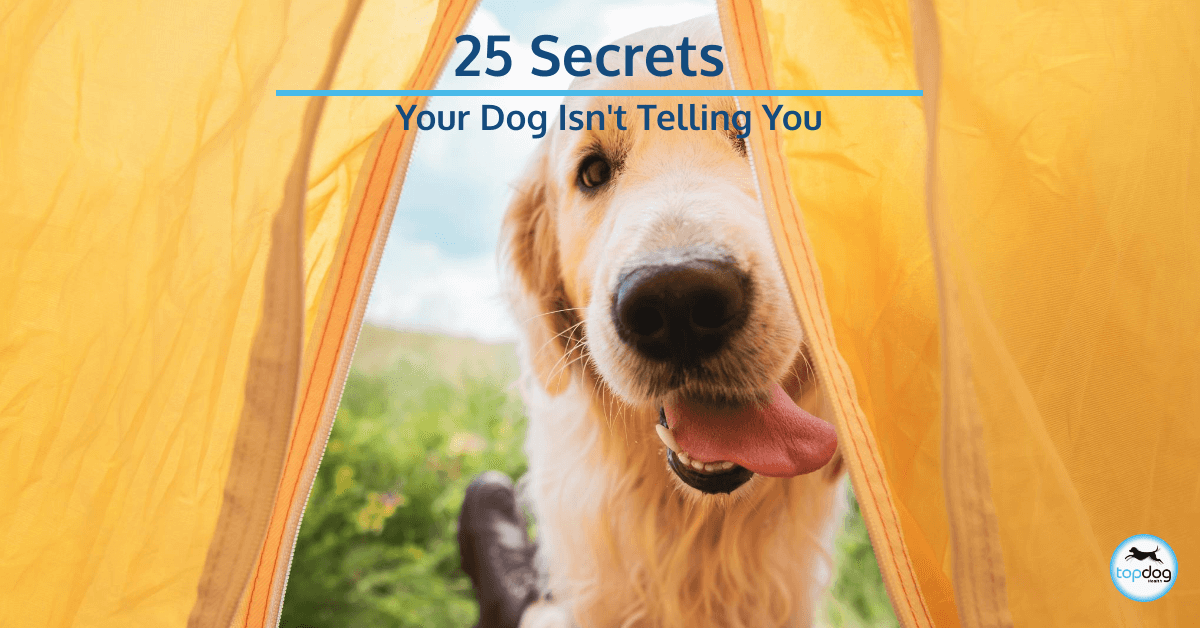 25 Secrets Your Dog Isn’t Telling You