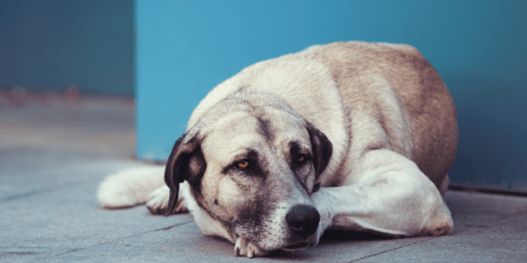 what are signs of arthritis in dogs